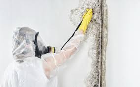 Best Attic Mold Removal  in Dresden, OH